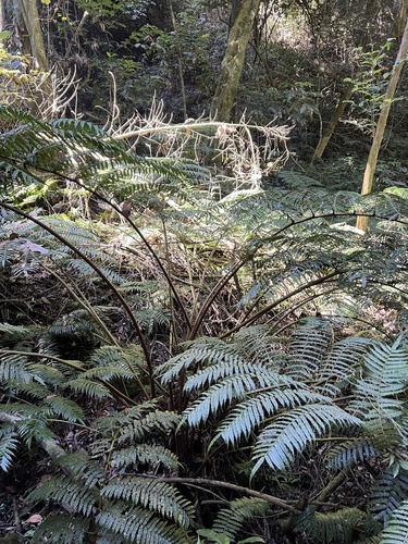 Ptisana fraxinea, photograph 6