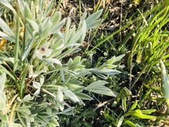 Astragalus gilviflorus