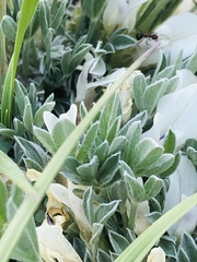 Astragalus gilviflorus