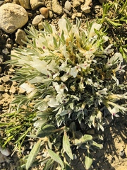 Astragalus gilviflorus