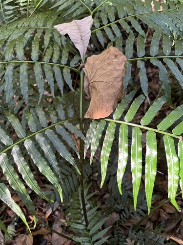 Ptisana fraxinea, photograph 5