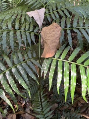 Ptisana fraxinea, photograph (c) Hannah Rogers, some rights reserved (CC BY)
