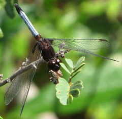 Erythrodiplax justiniana