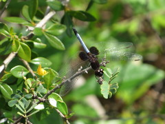 Erythrodiplax justiniana