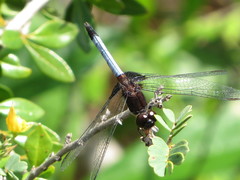 Erythrodiplax justiniana