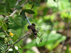 Erythrodiplax justiniana