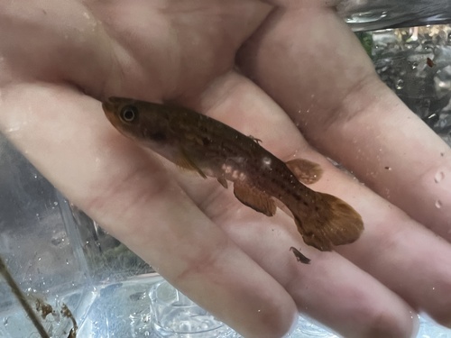 Isthmian killi (Cynodonichthys isthmensis) — Rivulidae — 2