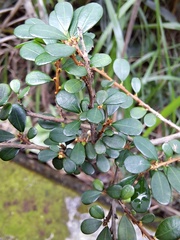 Phyllanthus cochinchinensis, photograph (c) CYL, some rights reserved (CC BY)