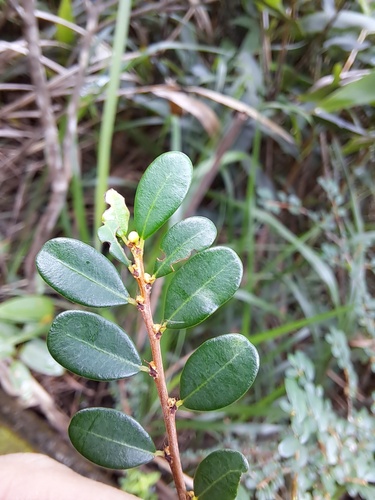 Phyllanthus cochinchinensis, photograph 5