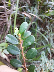 Phyllanthus cochinchinensis, photograph (c) CYL, some rights reserved (CC BY)