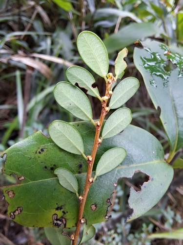 Phyllanthus cochinchinensis, photograph 6