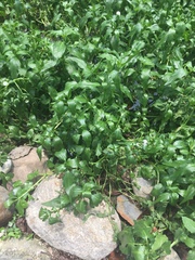 Gymnocoronis spilanthoides