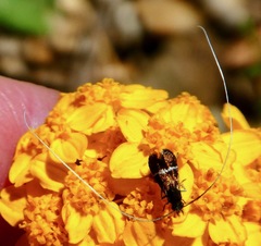 Adela singulella