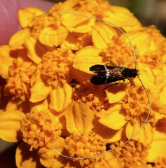 Adela singulella