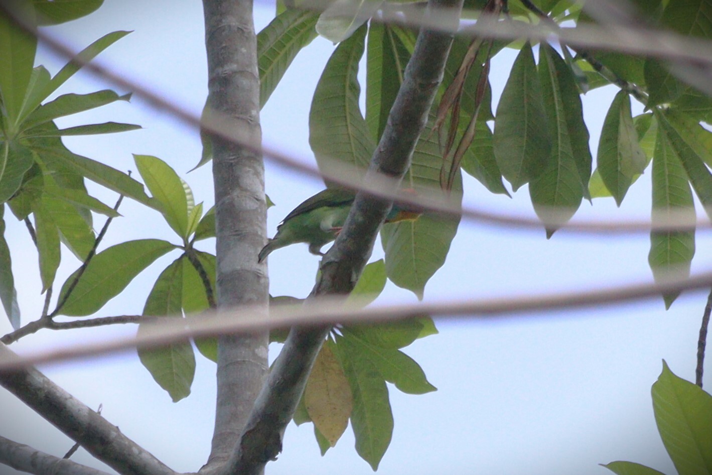 Crimson-fronted Barbet illustration