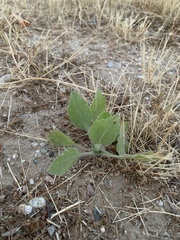 Heterotheca grandiflora