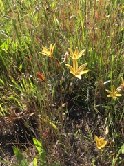 Triteleia ixioides ixioides