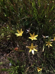 Triteleia ixioides ixioides