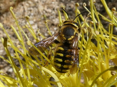 Anthidium illustre