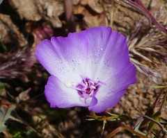 Clarkia cylindrica