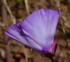 Clarkia cylindrica