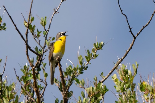 Yellow-breasted Chat (auricollis)