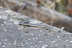 Thamnophis proximus
