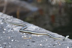 Thamnophis proximus