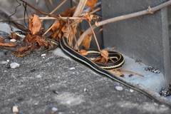 Thamnophis proximus