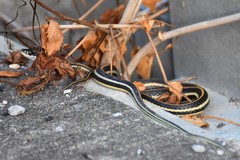 Thamnophis proximus