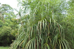 Pandanus furcatus, photograph (c) Dinesh Valke, some rights reserved (CC BY-SA)