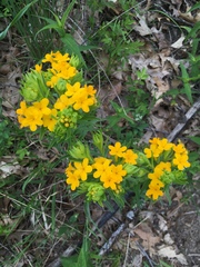 Lithospermum caroliniense