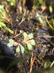 Riccia beyrichiana