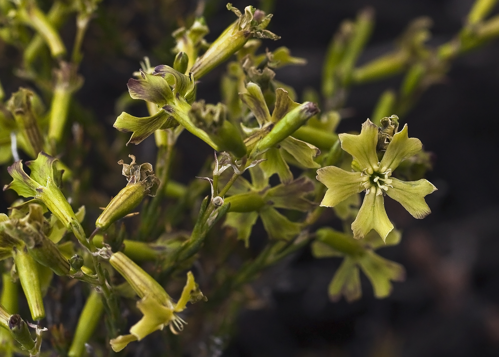 Silene struthioloides