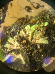 Riccia beyrichiana
