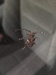 Aegomorphus quadrigibbus