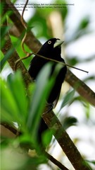 Amblycercus holosericeus