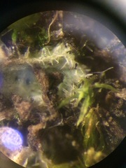 Riccia beyrichiana