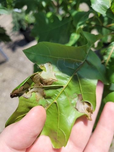 Acrocercops albinatella photo 5