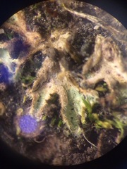 Riccia beyrichiana