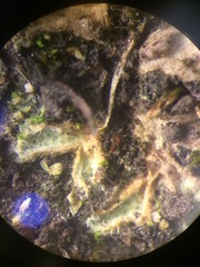 Riccia beyrichiana