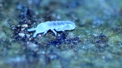 Onychiurinae
