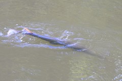 Lepisosteus osseus