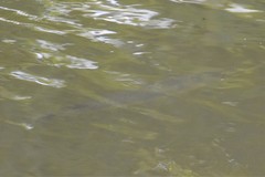 Lepisosteus osseus