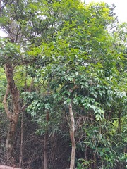 (c) CYL, some rights reserved (CC BY) Syzygium levinei, photograph (c) CYL, some rights reserved (CC BY)