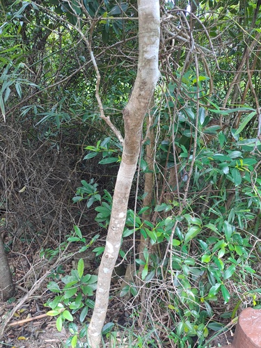 Syzygium levinei, photograph 6