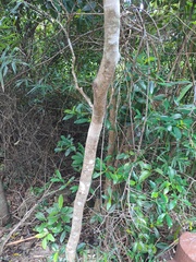 Syzygium levinei, photograph (c) CYL, some rights reserved (CC BY)