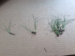 Eleocharis acicularis