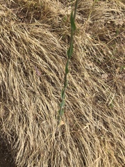 Turritis glabra