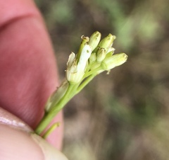 Turritis glabra